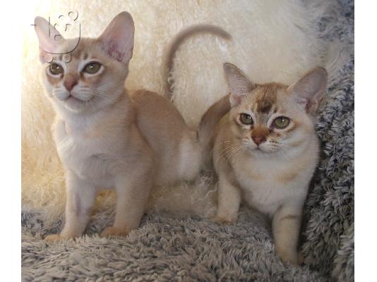 PoulaTo: ασιατικά γατάκια